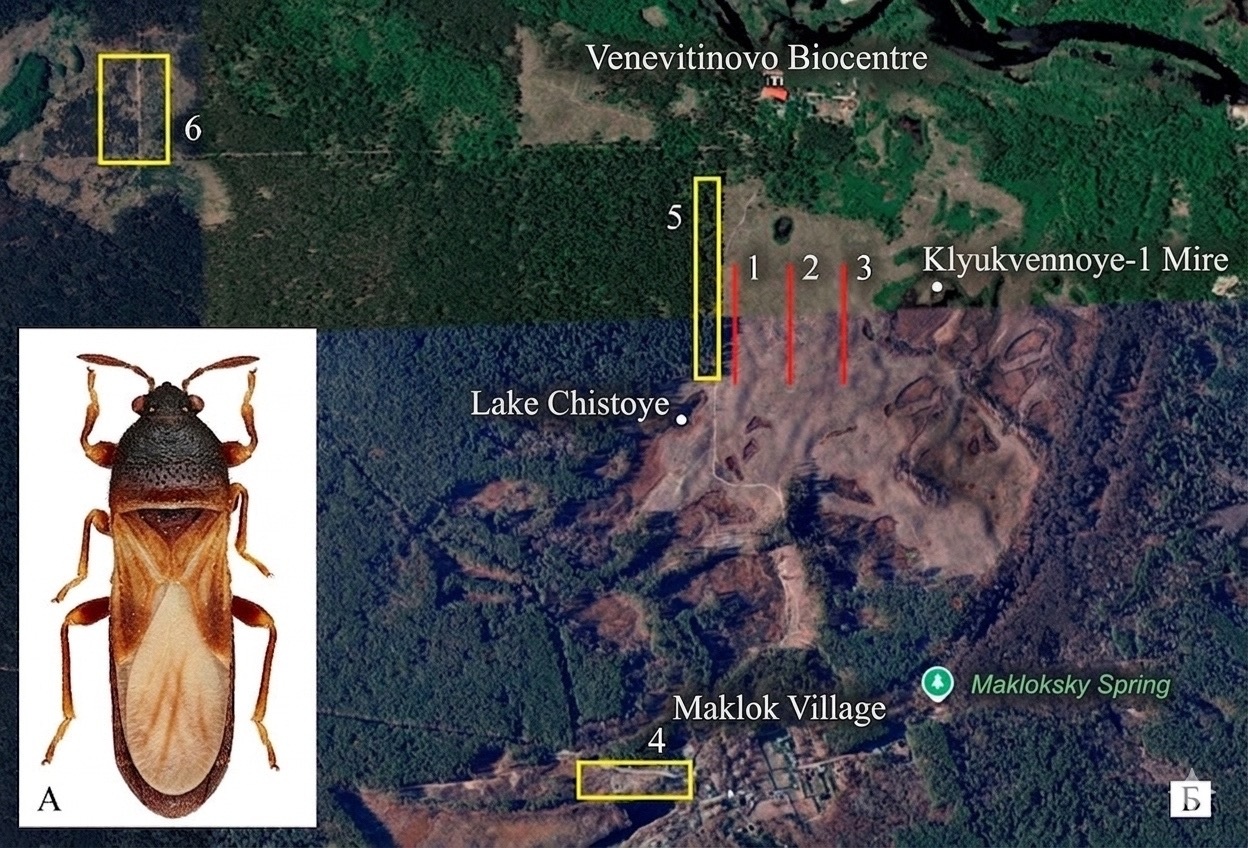                         The mosaicity of habitats as a factor of stability of the population of Dimorphopterus spinolae (Heteroptera, Lygaeidae) in the process of postpyrogenic succession in the East-European forest-steppe.
            